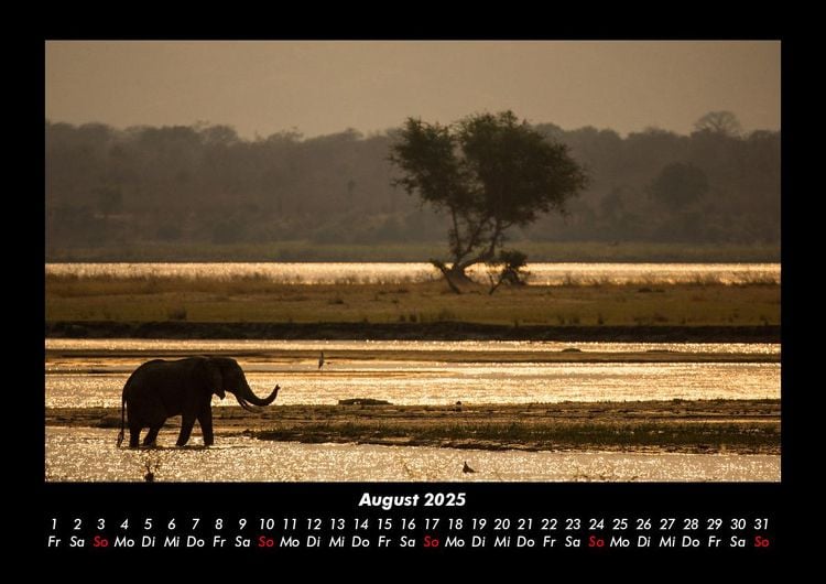 Produktbild: Elefanten - Die sanften Riesen Afrikas 2025 Fotokalender DIN A3