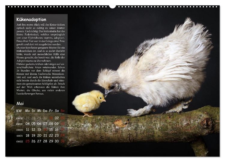 Produktbild: Von der Einzigartigkeit der H&uuml;hner 2026 (hochwertiger Premium Wandkalender 2026 DIN A2 quer), Kunstdruck in Hochglanz