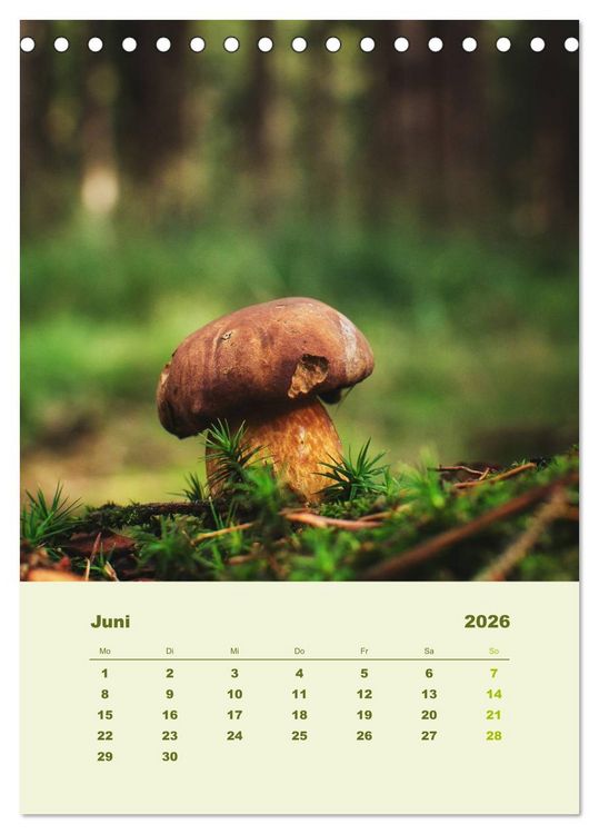 Produktbild: Wundersame Welt der Pilze (Tischkalender 2026 DIN A5 hoch), CALVENDO Monatskalender