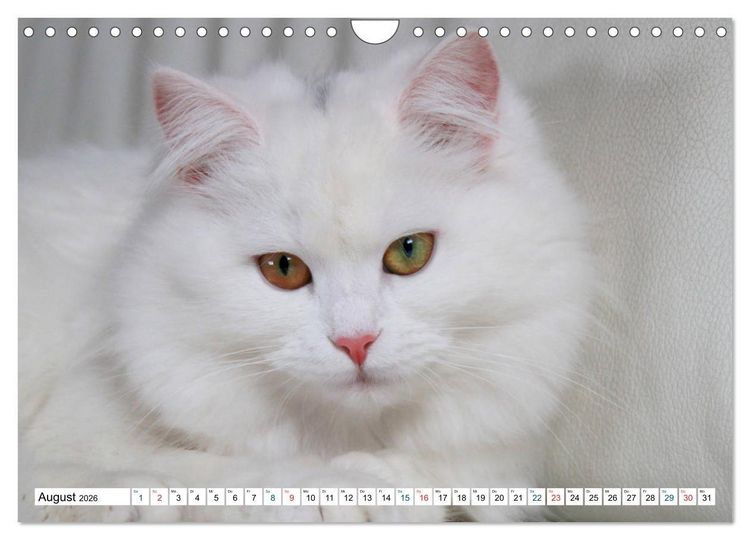Produktbild: Die Perserkatze - Farbschlag Wei&szlig; (Wandkalender 2026 DIN A4 quer), CALVENDO Monatskalender