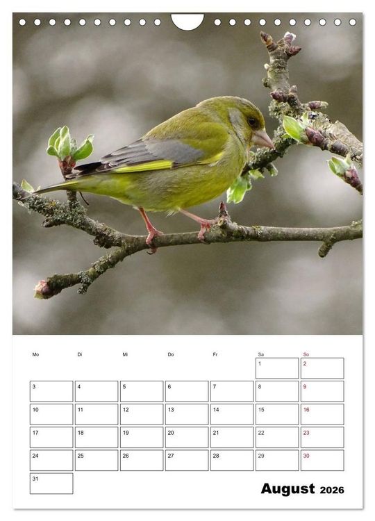 Produktbild: Amsel, Drossel, Fink und Star - beobachtet (Wandkalender 2026 DIN A4 hoch), CALVENDO Monatskalender