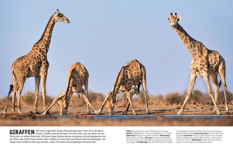 Produktbild: Unsere Welt in 1000 Bildern. Tiere