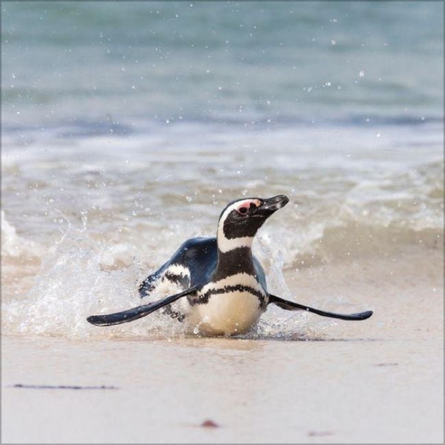 Produktbild: Pinguine 2027