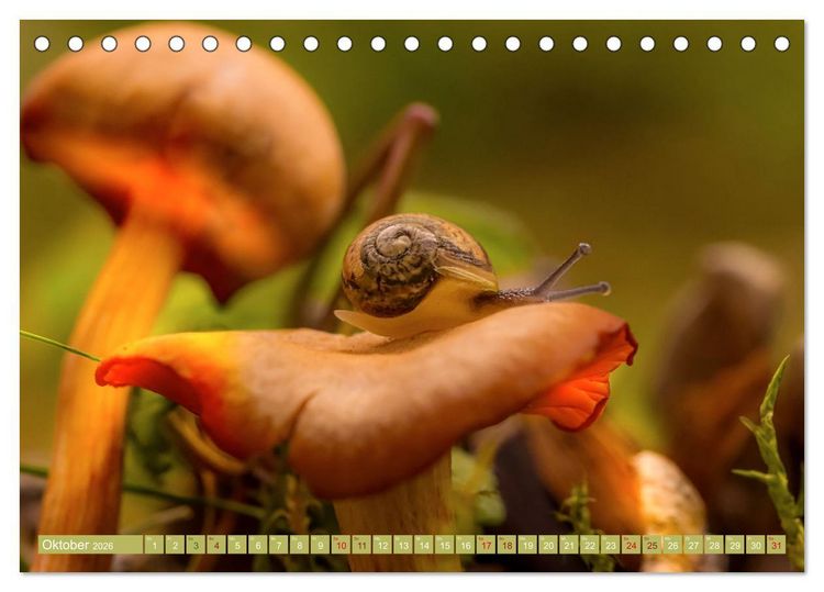 Produktbild: Wundersame Pilzwelten (Tischkalender 2026 DIN A5 quer), CALVENDO Monatskalender