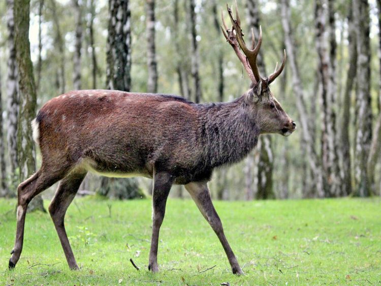 Produktbild: CALVENDO Puzzle Der Sikahirsch - Der kleine Asiat in unseren W&auml;ldern | 1000 Teile Lege-Gr&ouml;&szlig;e 64x48cm Foto-Puzzle f&uuml;r gl&uuml;ckliche Stunden