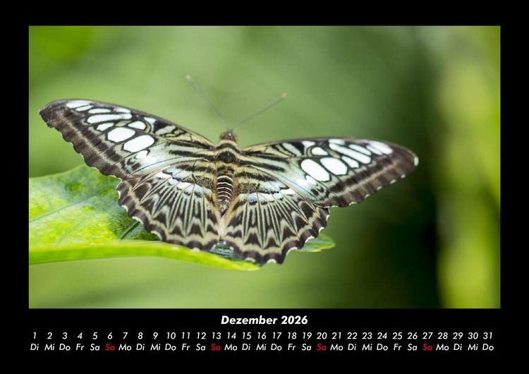 Produktbild: Bunte Pracht der Schmetterlinge 2026 Fotokalender DIN A3