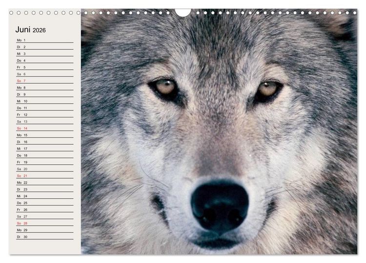 Produktbild: W&ouml;lfe. Verwegene Anmut (Wandkalender 2026 DIN A3 quer), CALVENDO Monatskalender