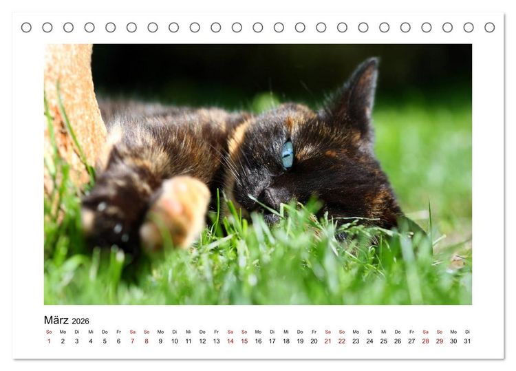 Produktbild: Stra&szlig;entiger auf Samtpfoten (Tischkalender 2026 DIN A5 quer), CALVENDO Monatskalender