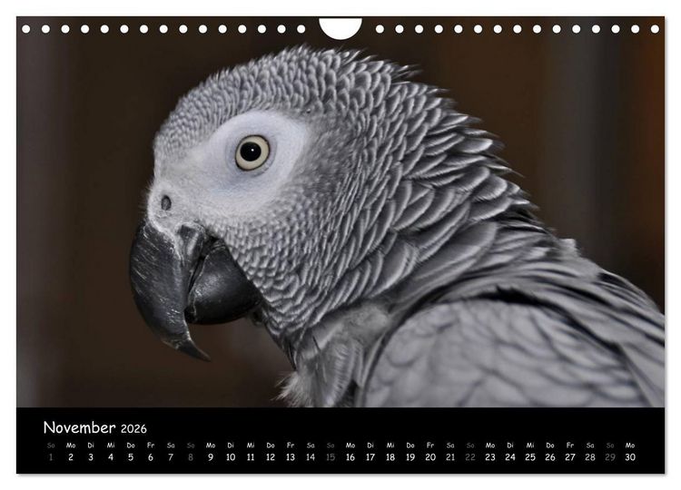 Produktbild: Graupapageien mit Herz (Wandkalender 2026 DIN A4 quer), CALVENDO Monatskalender