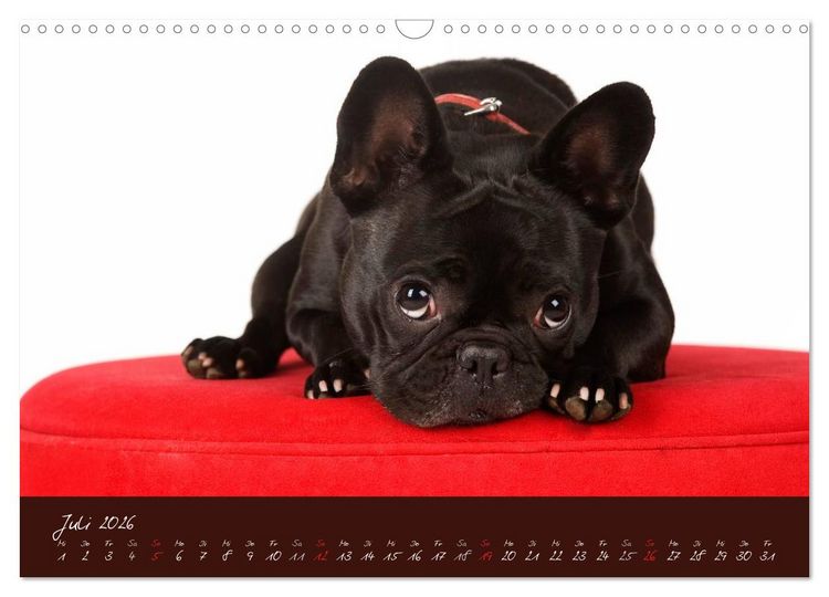 Produktbild: Franz&ouml;sische Bulldoggen (Wandkalender 2026 DIN A3 quer), CALVENDO Monatskalender