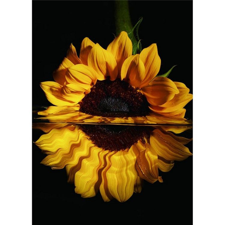 Produktbild: PRACHT Diamond Painting Sonnenblume 40x30cm