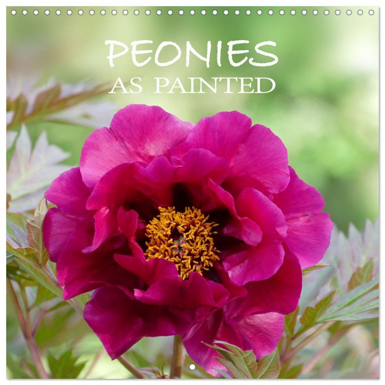 Produktbild: Peonies as painted (Wall Calendar 2026 12 &times; 12 Inch) CALVENDO 12 Month Wall Calendar
