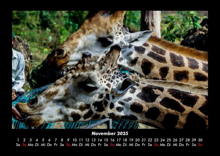 Produktbild: Giraffen 2025 Fotokalender DIN A3