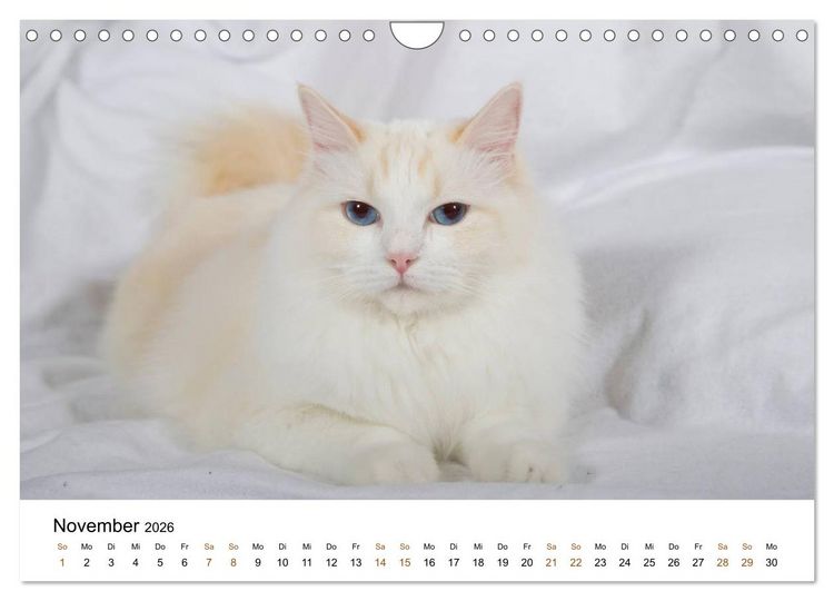 Produktbild: Ragdolls (Wandkalender 2026 DIN A4 quer), CALVENDO Monatskalender