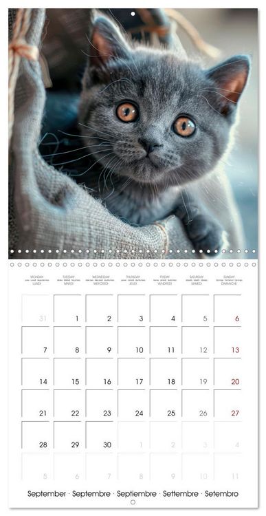 Produktbild: KITTEN Cuteness overload (Wall Calendar 2026 12 &times; 12 Inch) CALVENDO 12 Month Wall Calendar
