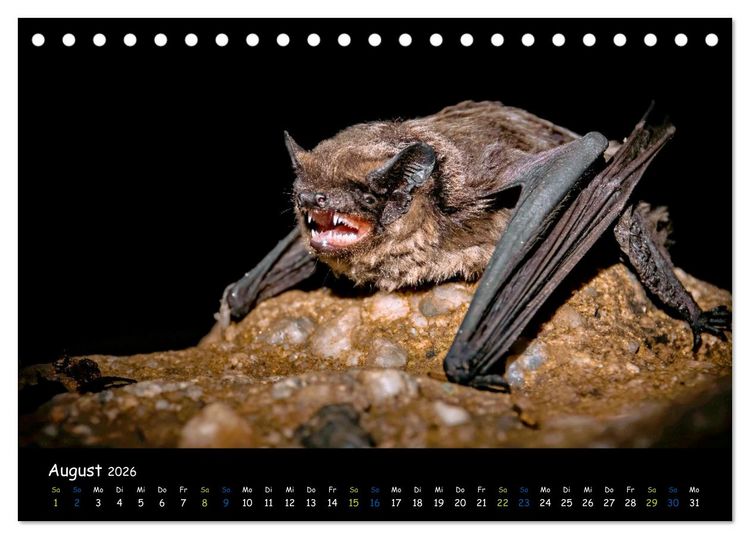 Produktbild: Flederm&auml;use - kleine Vampire (Tischkalender 2026 DIN A5 quer), CALVENDO Monatskalender