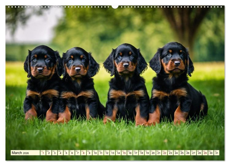 Produktbild: Gordon Setter - elegant powerhouse (High Quality Premium Wall Calendar 2026 DIN A2 landscape),CALVENDO 12 Month Wall Calendar