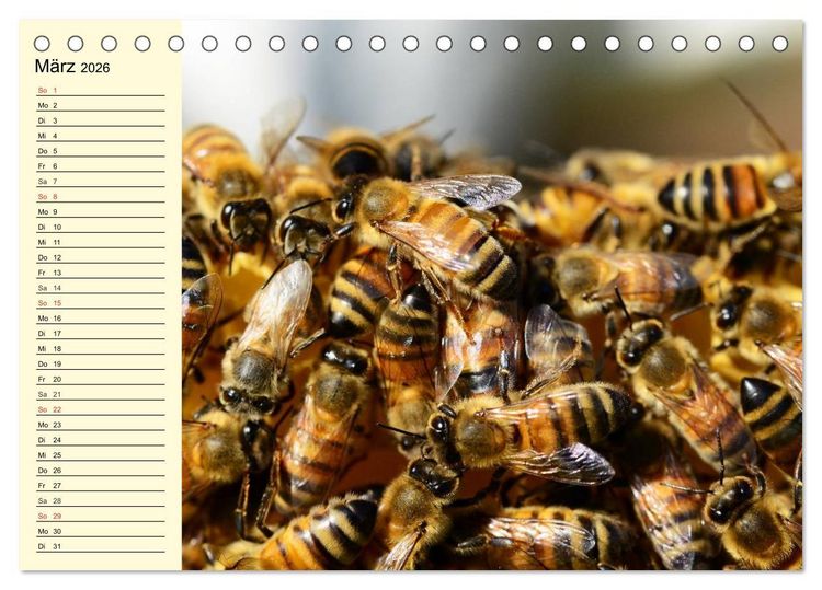 Produktbild: Flei&szlig;ige Bienen. Von der Bl&uuml;te bis zum Honig (Tischkalender 2026 DIN A5 quer), CALVENDO Monatskalender