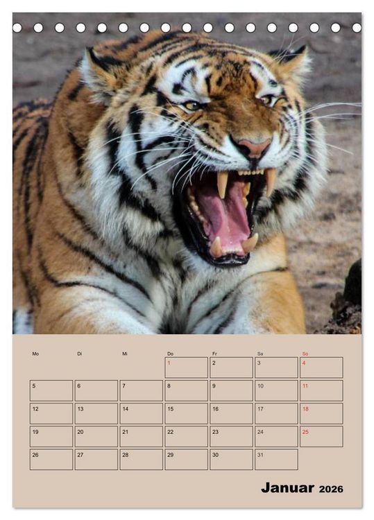 Produktbild: Gro&szlig;katzen. Raubkatzengesichter (Tischkalender 2026 DIN A5 hoch), CALVENDO Monatskalender