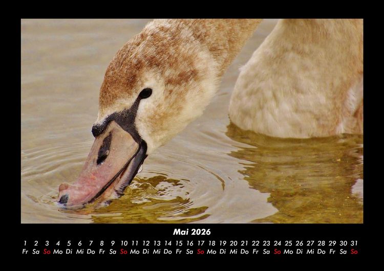 Produktbild: Welt der V&ouml;gel 2026 Fotokalender DIN A3