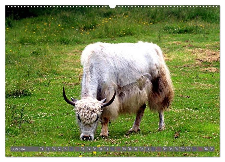 Produktbild: Der Yak (hochwertiger Premium Wandkalender 2026 DIN A2 quer), Kunstdruck in Hochglanz