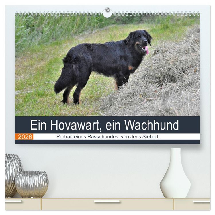 Produktbild: Ein Hovawart, ein Wachhund (hochwertiger Premium Wandkalender 2026 DIN A2 quer), Kunstdruck in Hochglanz