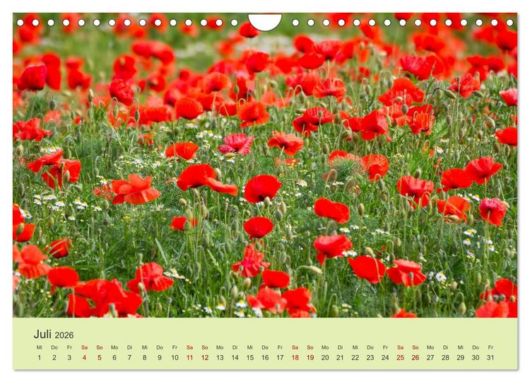Produktbild: Wilde Blumen - ein Spaziergang durch die Natur (Wandkalender 2026 DIN A4 quer), CALVENDO Monatskalender