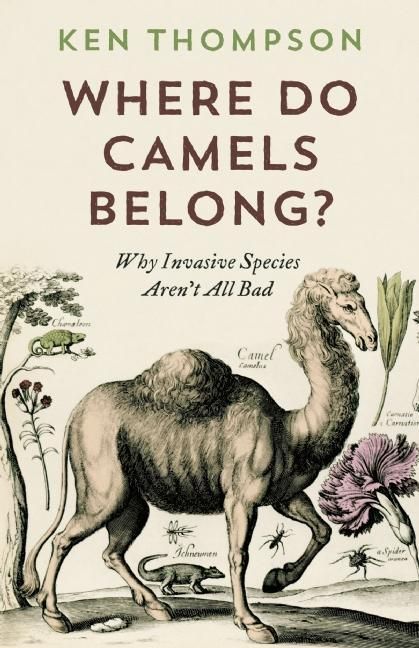 Produktbild: Where Do Camels Belong?