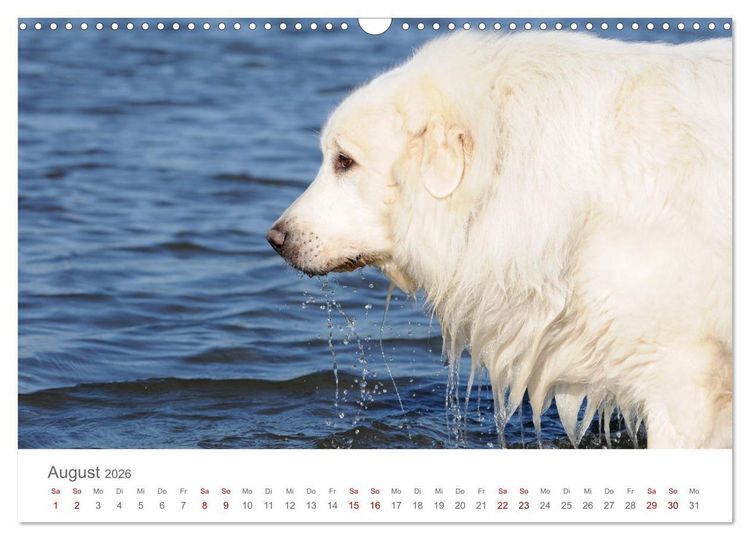 Produktbild: Pyren&auml;enberghunde (Wandkalender 2026 DIN A3 quer), CALVENDO Monatskalender