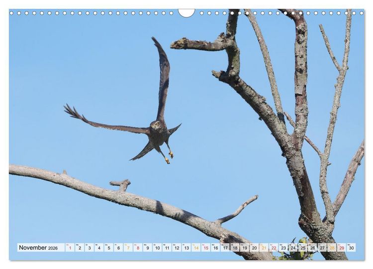 Produktbild: Spitze Krallen und scharfer Blick - Verhalten Sperber (Wandkalender 2026 DIN A3 quer), CALVENDO Monatskalender
