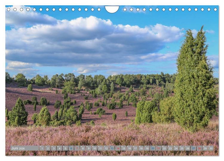 Produktbild: L&uuml;neburger Heide - Faszinierend sch&ouml;n (Wandkalender 2026 DIN A4 quer), CALVENDO Monatskalender