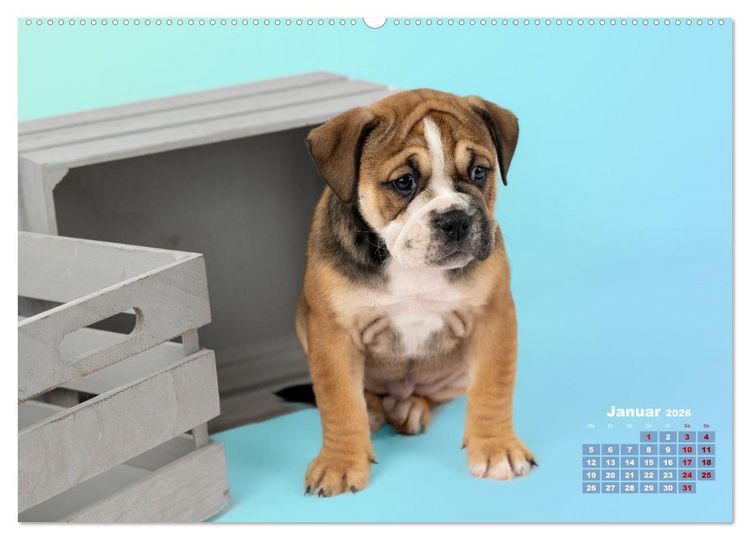 Produktbild: Old English Bulldog Welpen (hochwertiger Premium Wandkalender 2026 DIN A2 quer), Kunstdruck in Hochglanz