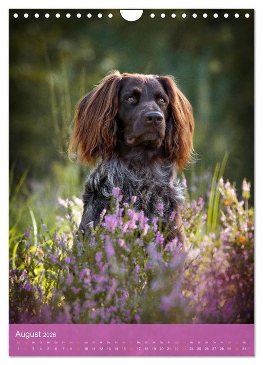 Produktbild: Deutsch Langhaar Butz - Jagdhund mit Passion und Herzblut (Wandkalender 2026 DIN A4 hoch), CALVENDO Monatskalender