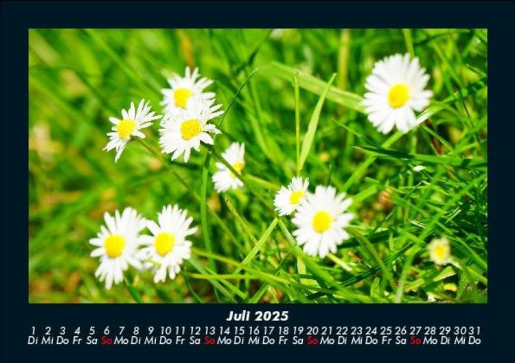 Produktbild: Blumentr&auml;ume 2025 Fotokalender DIN A5