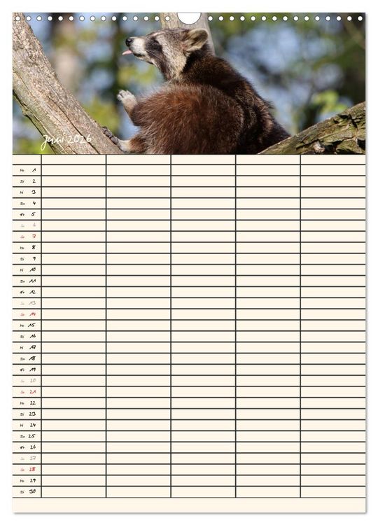 Produktbild: Waschb&auml;ren Familienplaner (Wandkalender 2026 DIN A3 hoch), CALVENDO Monatskalender