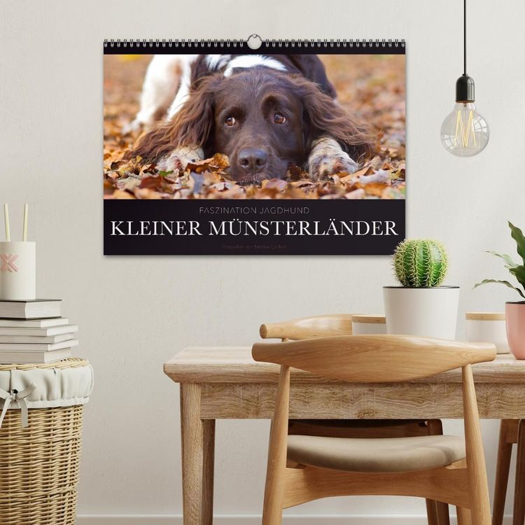 Produktbild: Faszination Jagdhund - Kleiner M&uuml;nsterl&auml;nder (Wandkalender 2027 DIN A3 quer), CALVENDO Monatskalender