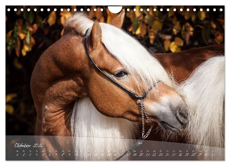 Produktbild: Haflinger-Pferde in Reinzucht (Wandkalender 2026 DIN A4 quer), CALVENDO Monatskalender