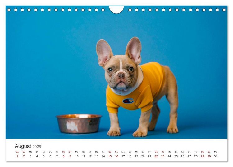 Produktbild: Die Bulldogge Henry (Wandkalender 2026 DIN A4 quer), CALVENDO Monatskalender