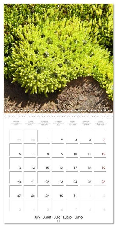 Produktbild: Habitat Forest (Wall Calendar 2026 12 &times; 12 Inch) CALVENDO 12 Month Wall Calendar