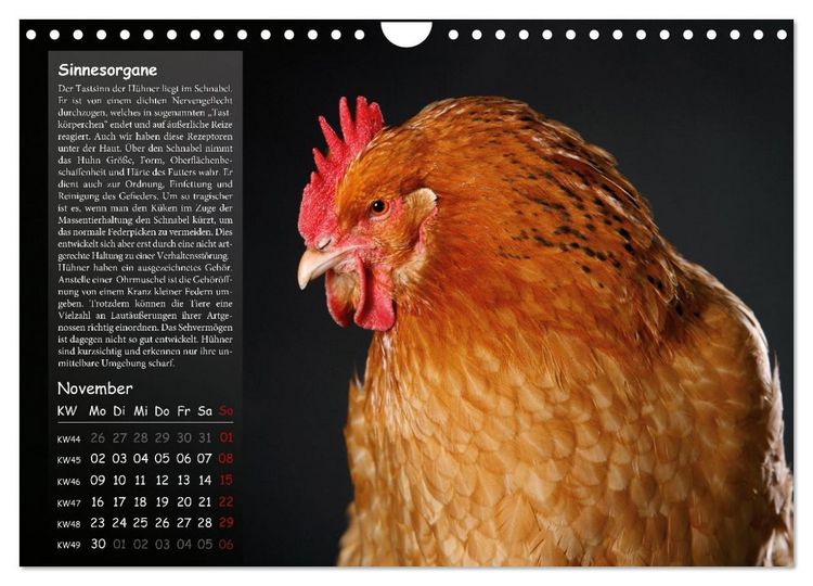 Produktbild: Von der Einzigartigkeit der H&uuml;hner 2026 (Wandkalender 2026 DIN A4 quer), CALVENDO Monatskalender