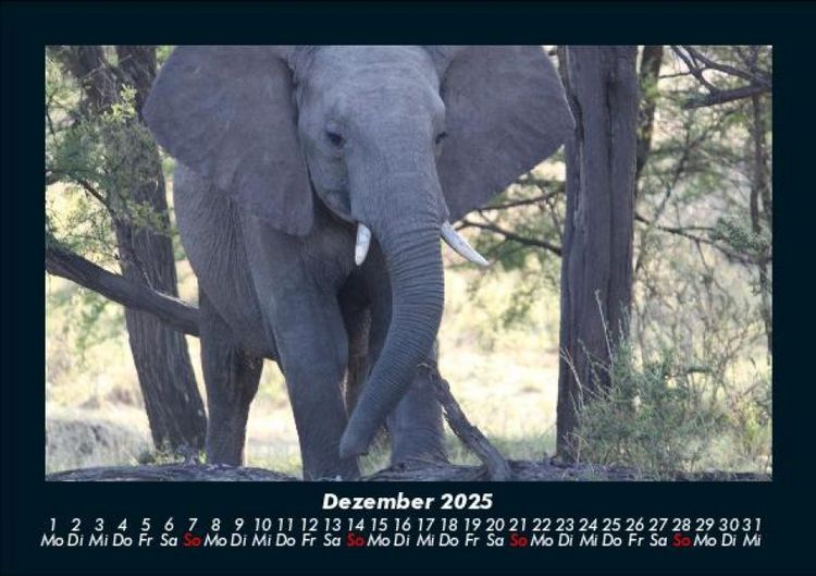 Produktbild: Elefanten - Die sanften Riesen Afrikas 2025 Fotokalender DIN A5