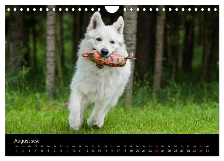 Produktbild: Wei&szlig;er Schweizer Sch&auml;ferhund (Wandkalender 2026 DIN A4 quer), CALVENDO Monatskalender