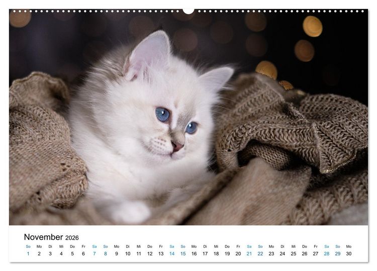 Produktbild: Heilige Birma Kitten - ein Traum auf wei&szlig;en Pf&ouml;tchen (Wandkalender 2026 DIN A2 quer), CALVENDO Monatskalender