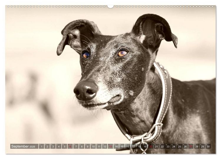 Produktbild: Galgo eye-catcher (Wandkalender 2026 DIN A2 quer), CALVENDO Monatskalender