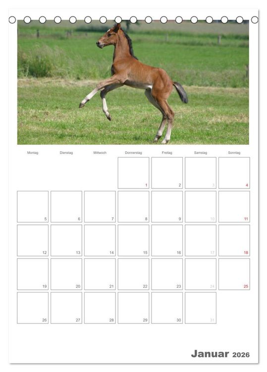 Produktbild: Fohlen und Jungpferde (Tischkalender 2026 DIN A5 hoch), CALVENDO Monatskalender