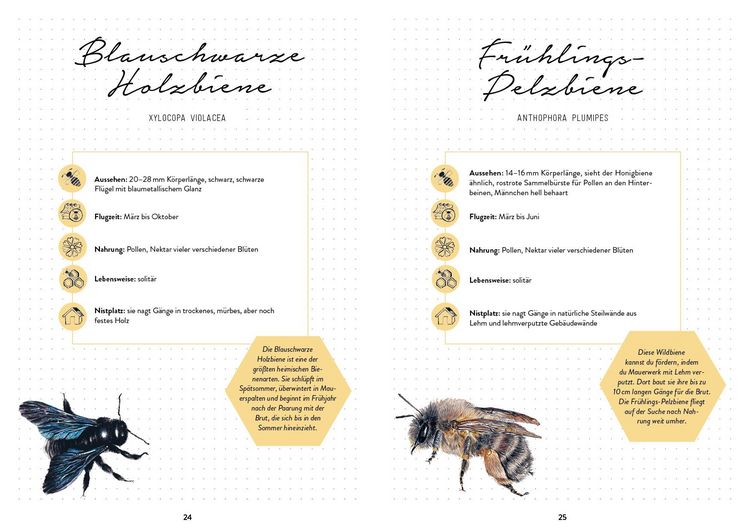 Produktbild: Bienengl&uuml;ck im Garten &ndash; Das illustrierte Gartenbuch
