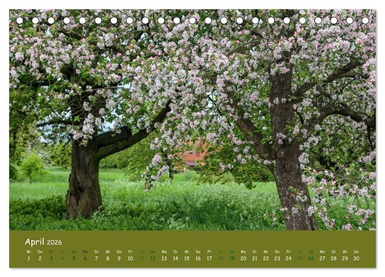 Produktbild: Steink&auml;uze (Athene noctua) (Tischkalender 2026 DIN A5 quer), CALVENDO Monatskalender