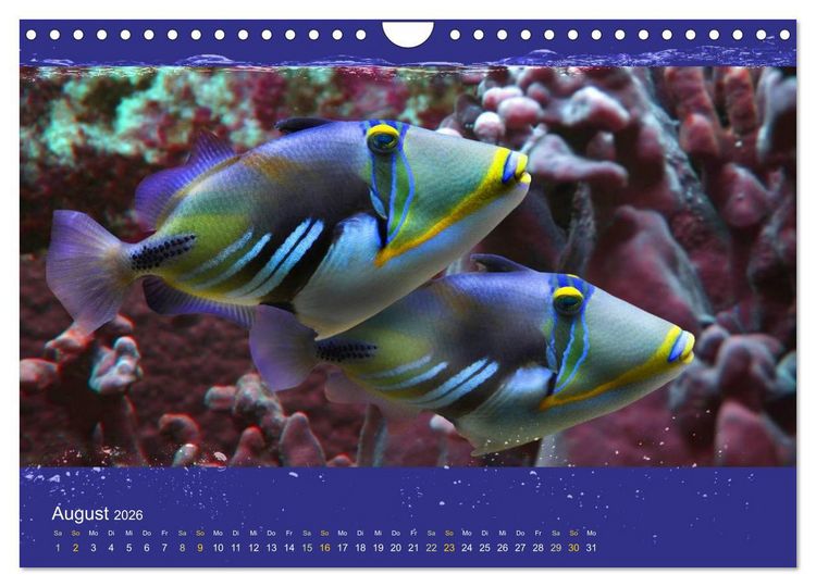 Produktbild: Korallenfische im Lichtschimmer des Meeres (Wandkalender 2026 DIN A4 quer), CALVENDO Monatskalender