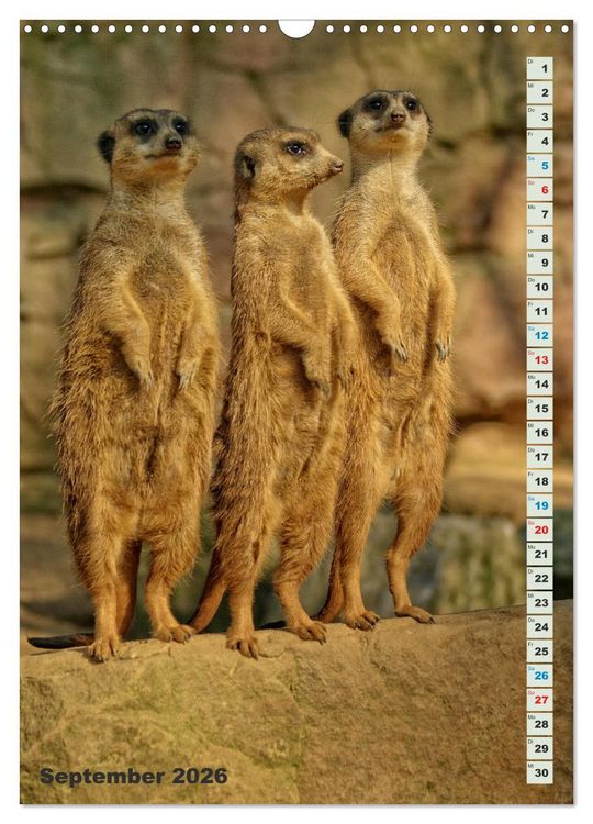 Produktbild: Erdm&auml;nnchen-Meerkats-Surikate (Wandkalender 2026 DIN A3 hoch), CALVENDO Monatskalender