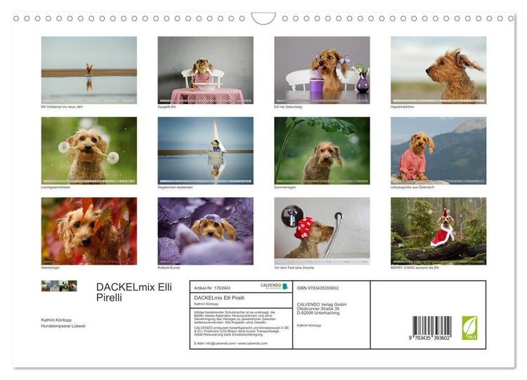 Produktbild: DACKELmix Elli Pirelli (Wandkalender 2025 DIN A3 quer), CALVENDO Monatskalender